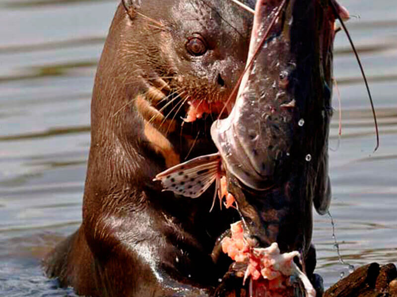 tours x SANDOVAL LAKE TAMBOPATA PERU TOURS LOBO DE RIO LLE