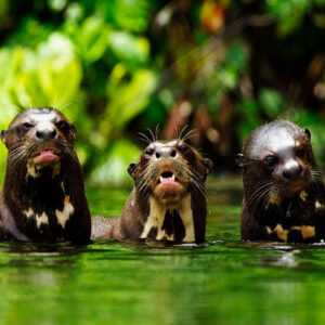 tours x SANDOVAL LAKE TAMBOPATA PERU TOURS LOBO DE RIO LLE