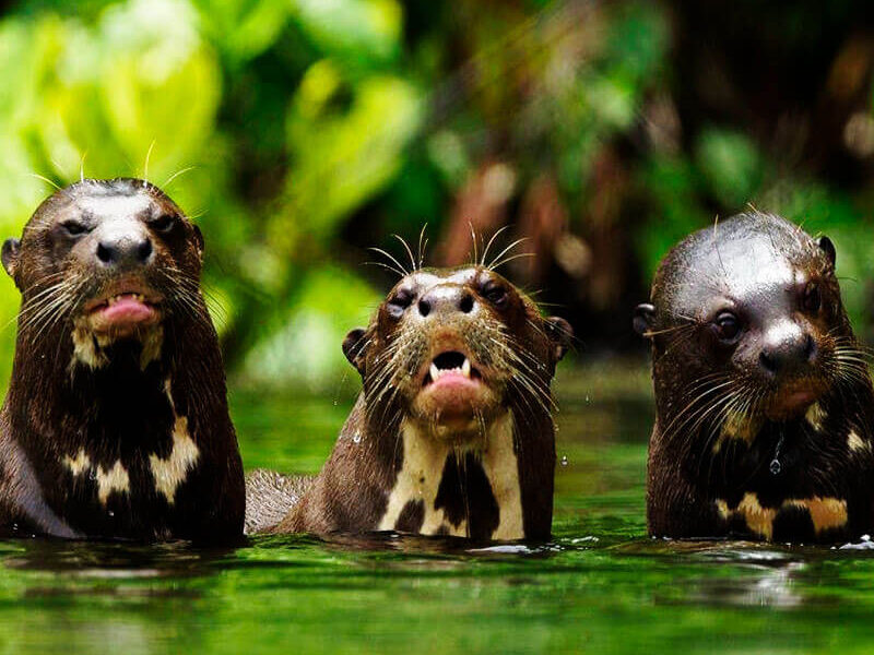 tours x SANDOVAL LAKE TAMBOPATA PERU TOURS LOBO DE RIO LLE