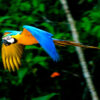 tours x MACAS CHUNCHO PARROTS TAMBOPATA PERU TOURS