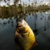 tours x yacumama LAKE TAMBOPATA PERU LLE