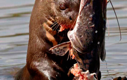 tours x SANDOVAL LAKE TAMBOPATA PERU TOURS LOBO DE RIO LLE