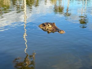 WhatsApp Image at PM