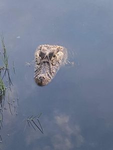 WhatsApp Image at PM ()