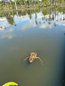 WhatsApp Image at PM ()