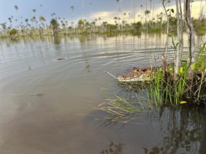 WhatsApp Image at PM ()