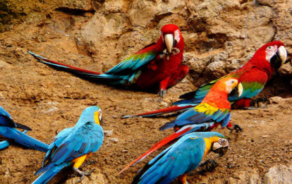 tours x MACAS CHUNCHO PARROTS TAMBOPATA PERU TOURS