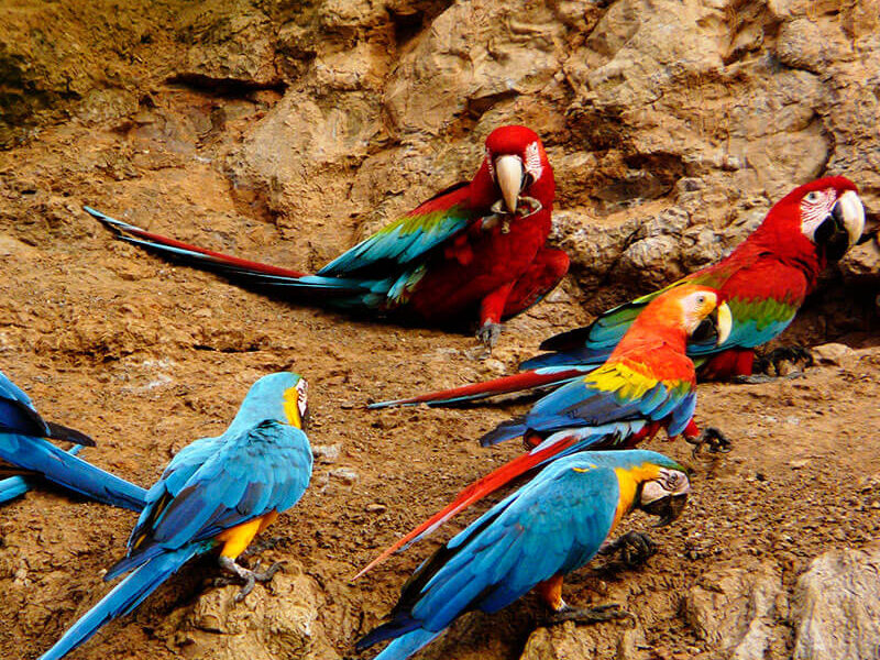 tours x MACAS CHUNCHO PARROTS TAMBOPATA PERU TOURS